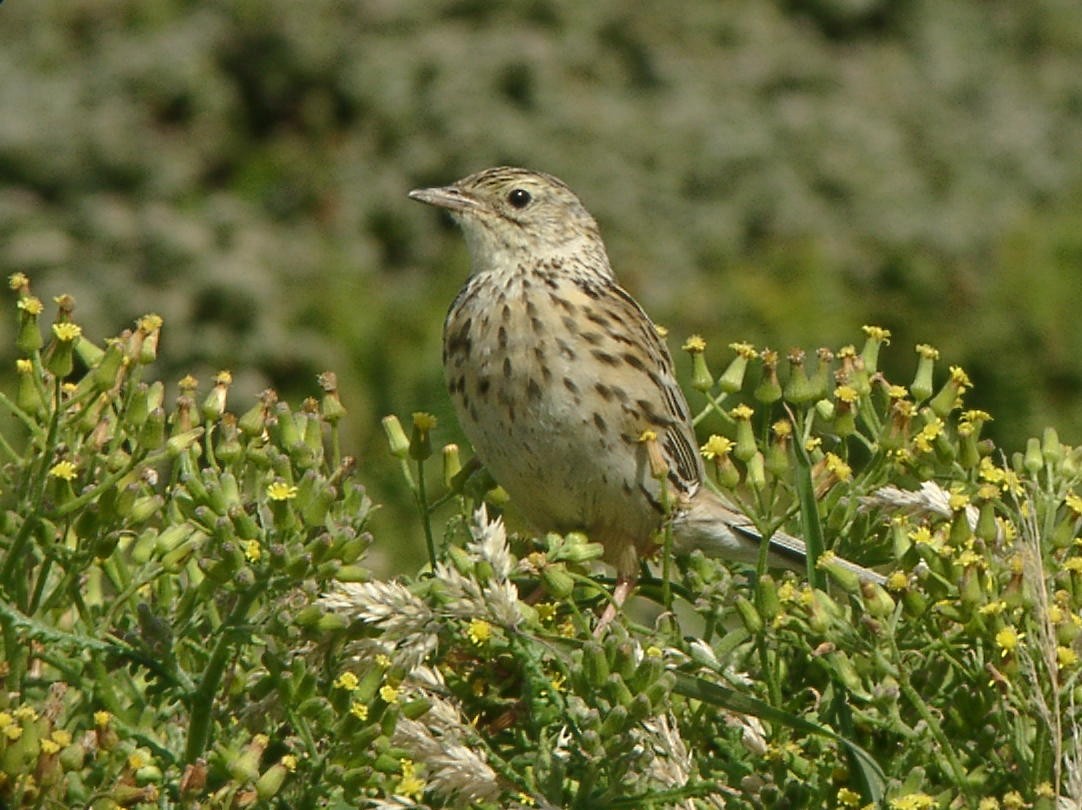 Correndera Pipit (Falklands) - ML205648201