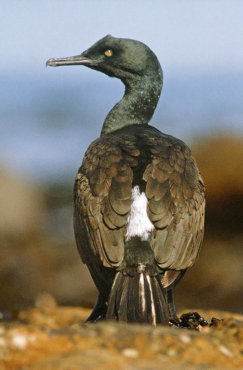 Bank Cormorant - ML205648451