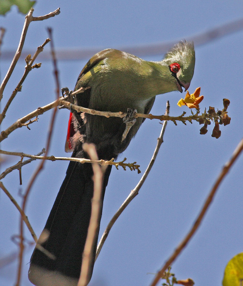 Guinea Turaco (Buffon's) - ML205648701