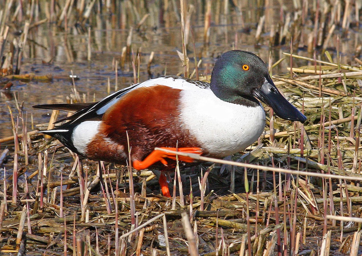 Northern Shoveler - ML205648741