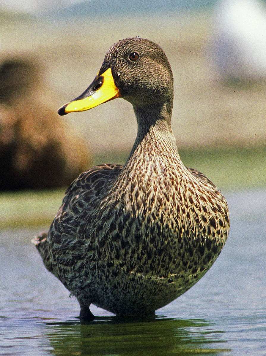 Yellow-billed Duck - ML205648781