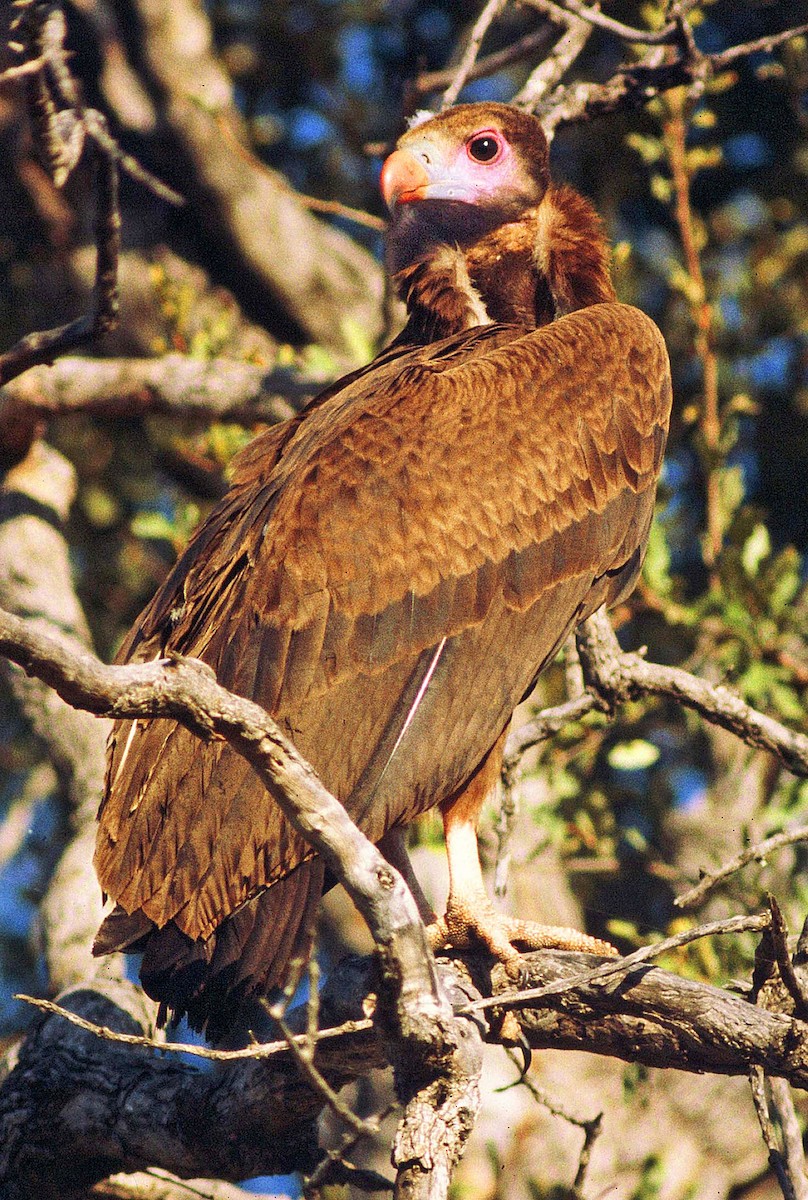 White-headed Vulture - ML205648801