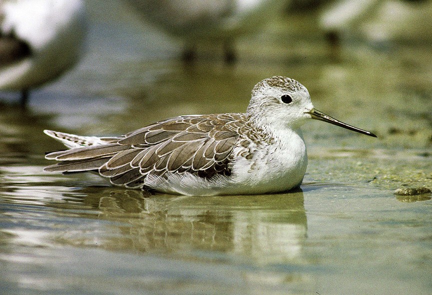 Marsh Sandpiper - ML205648851