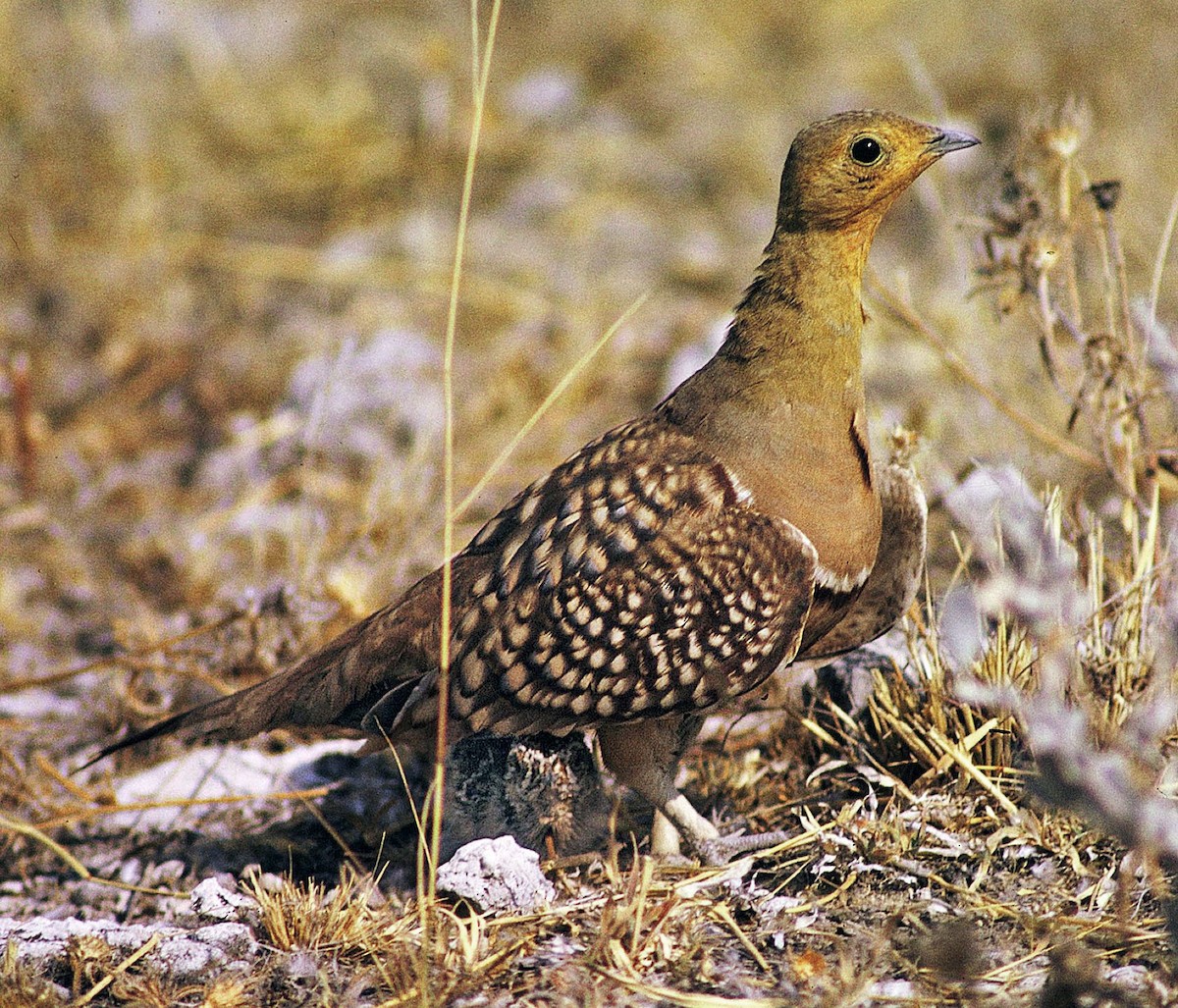 Namaqua Sandgrouse - ML205648871