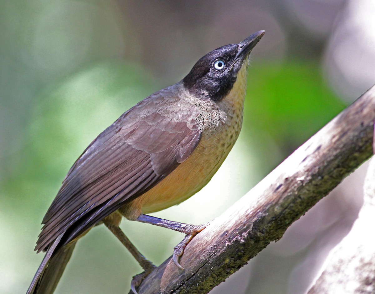 Blackcap Babbler (Blackcap) - Frans Vandewalle