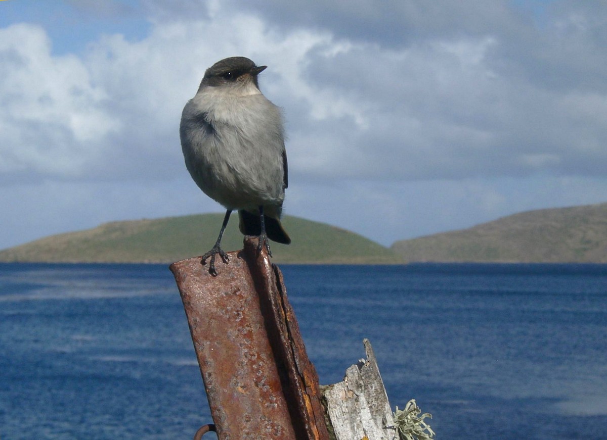 Dark-faced Ground-Tyrant (maclovianus) - ML205650021