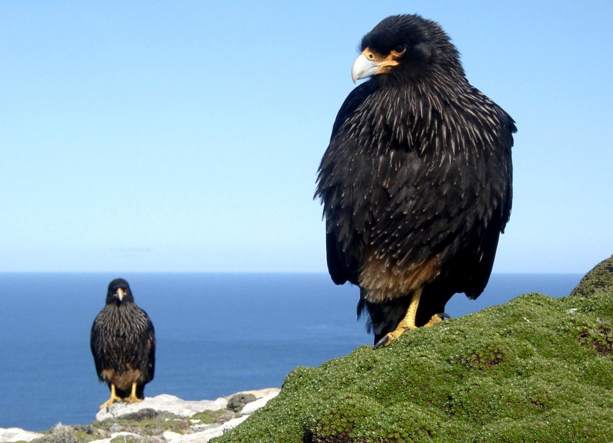 Striated Caracara - Laurent Demongin