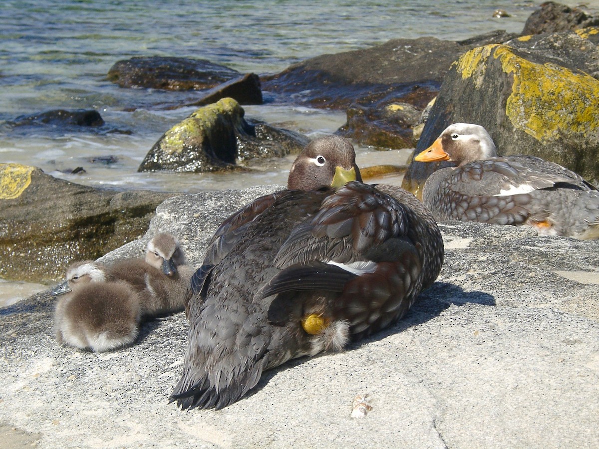 Falkland Steamer-Duck - Laurent Demongin