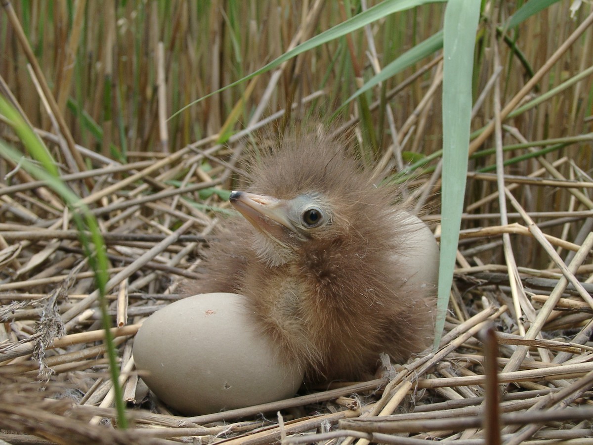 Eurasian Bittern - Laurent Demongin