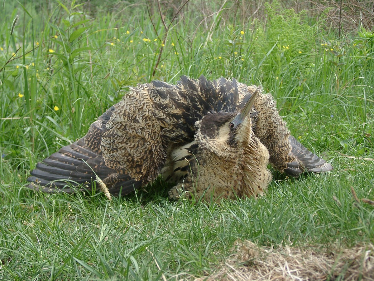 ML205650221 - Eurasian Bittern - Macaulay Library