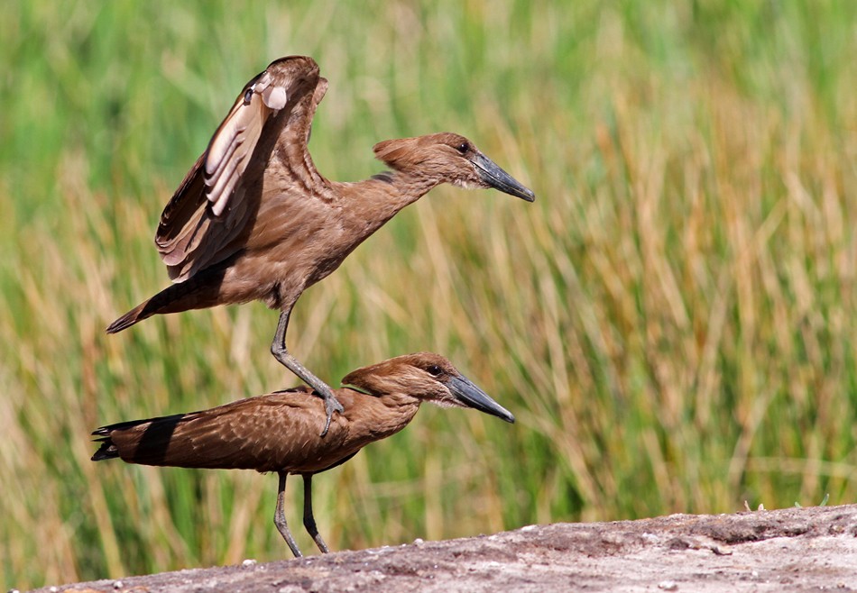 Hamerkop - ML205650551