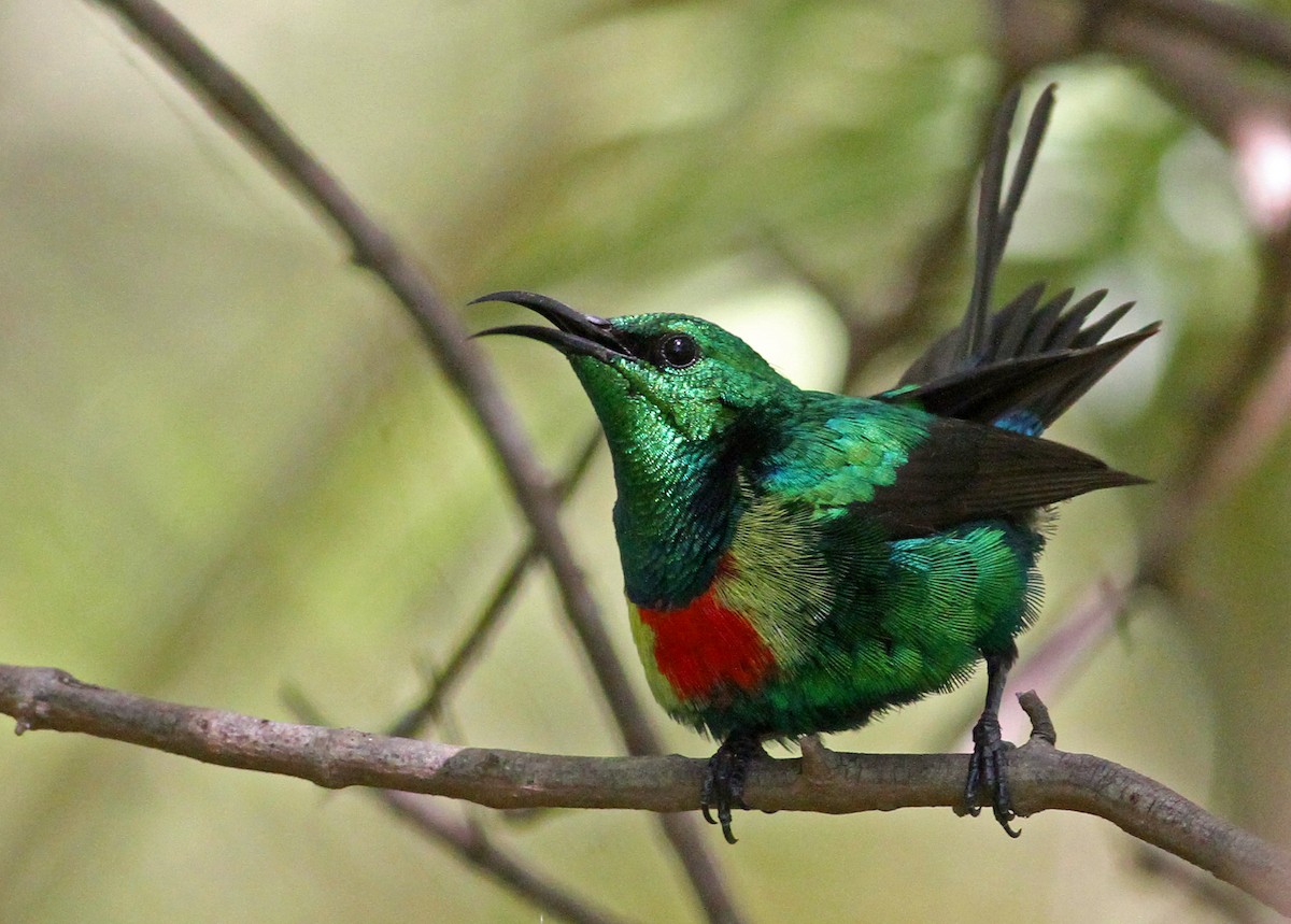 Beautiful Sunbird - ML205650571
