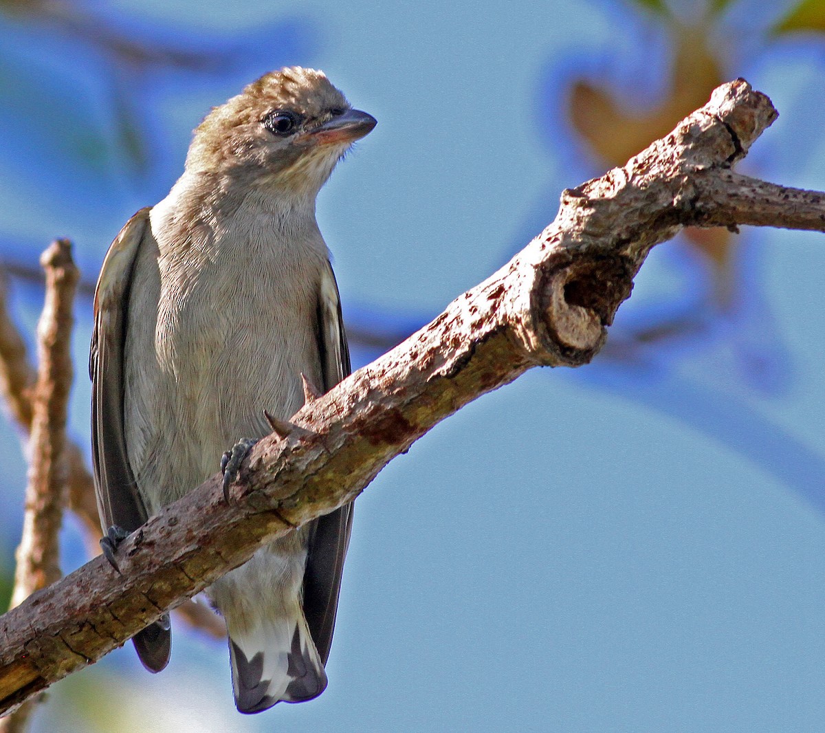 Lesser Honeyguide (Lesser) - ML205650581