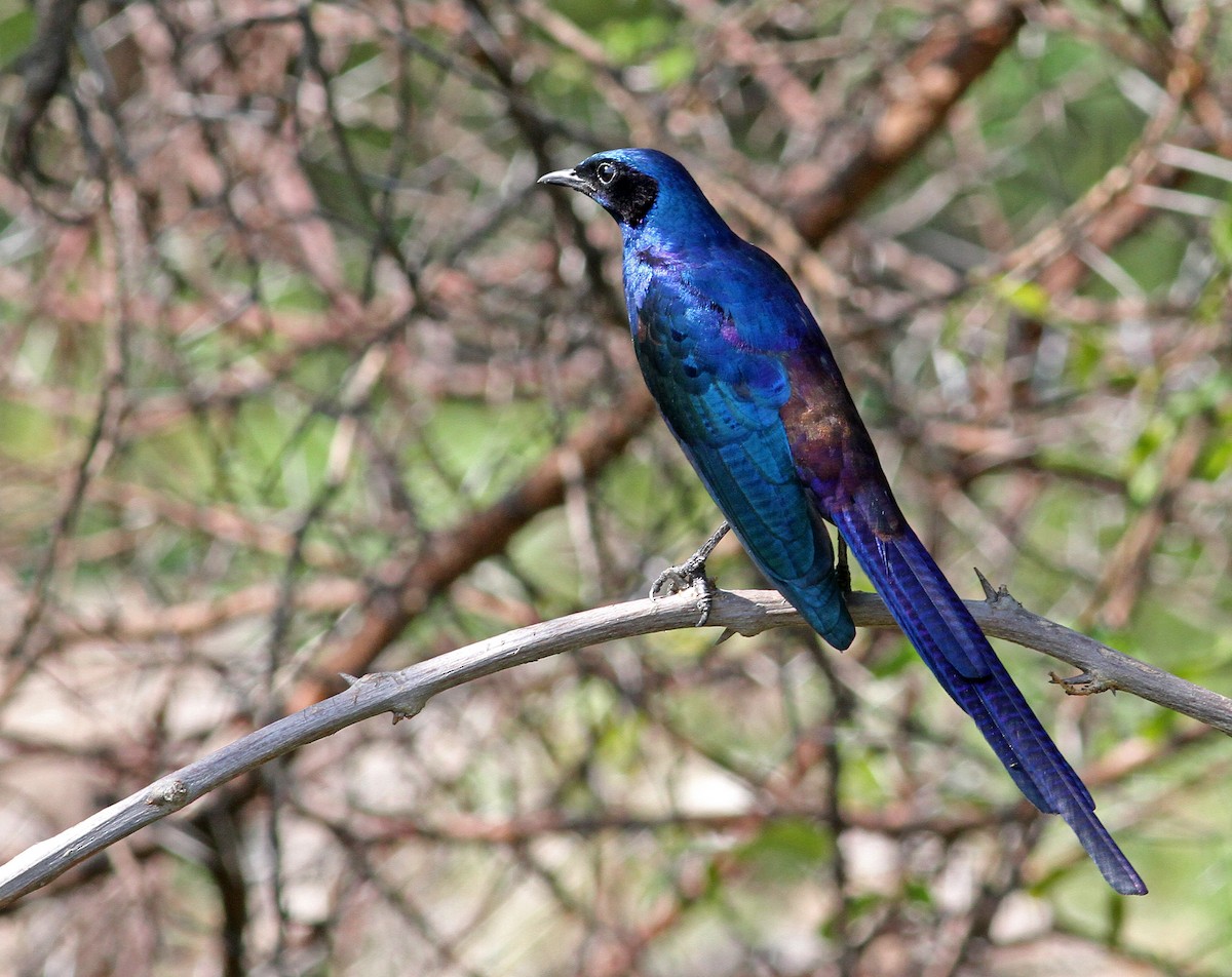 Meves's Starling (Meves's) - ML205650601