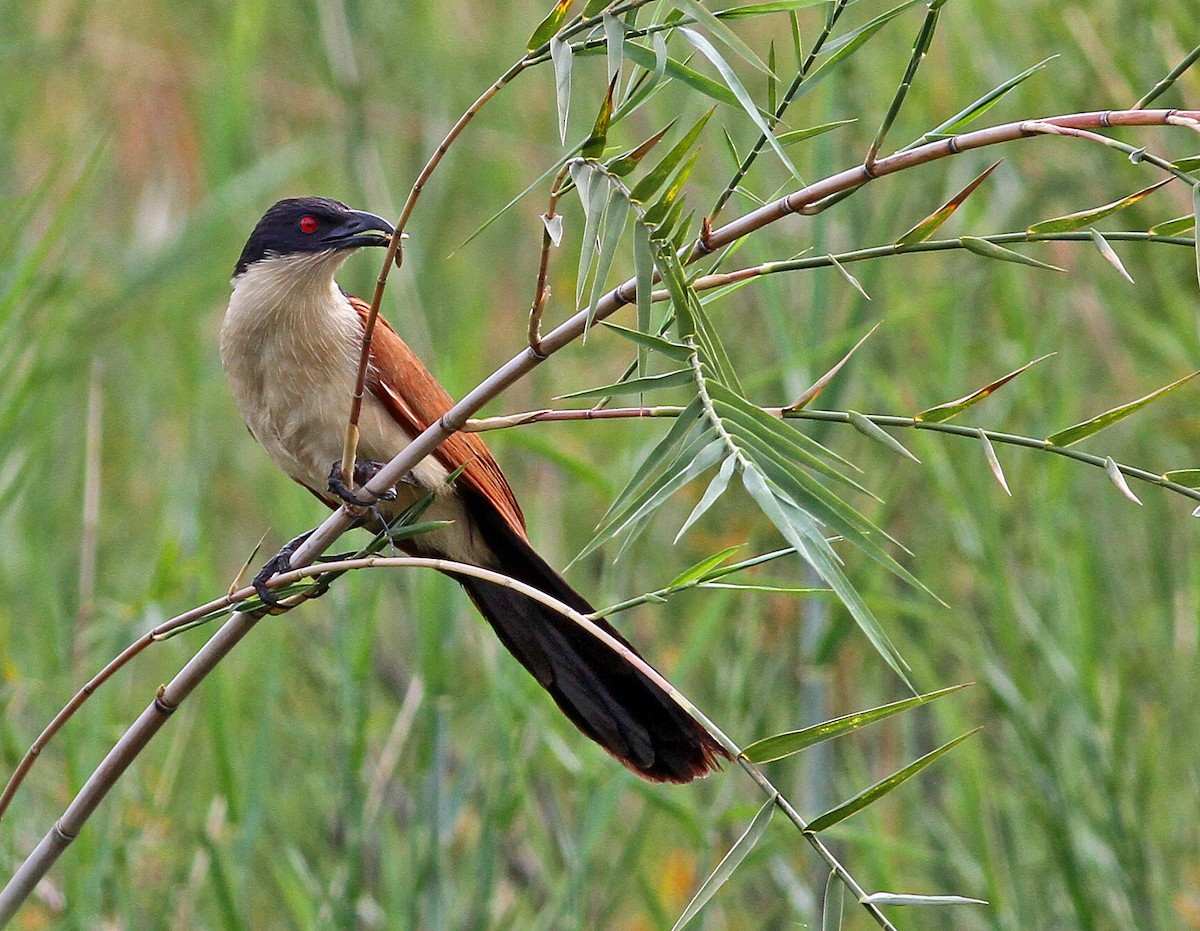 Coppery-tailed Coucal - ML205650611