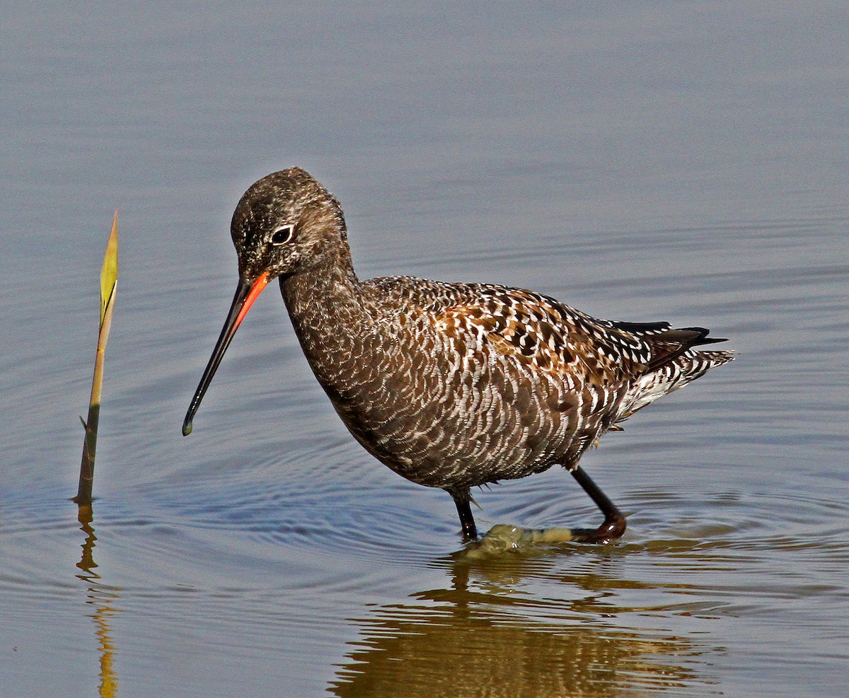 Spotted Redshank - ML205650751