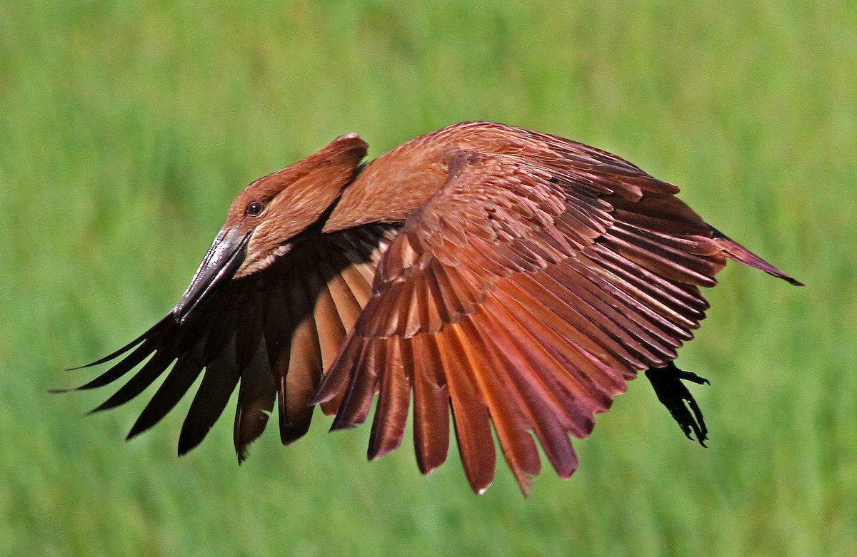 Hamerkop - ML205650851