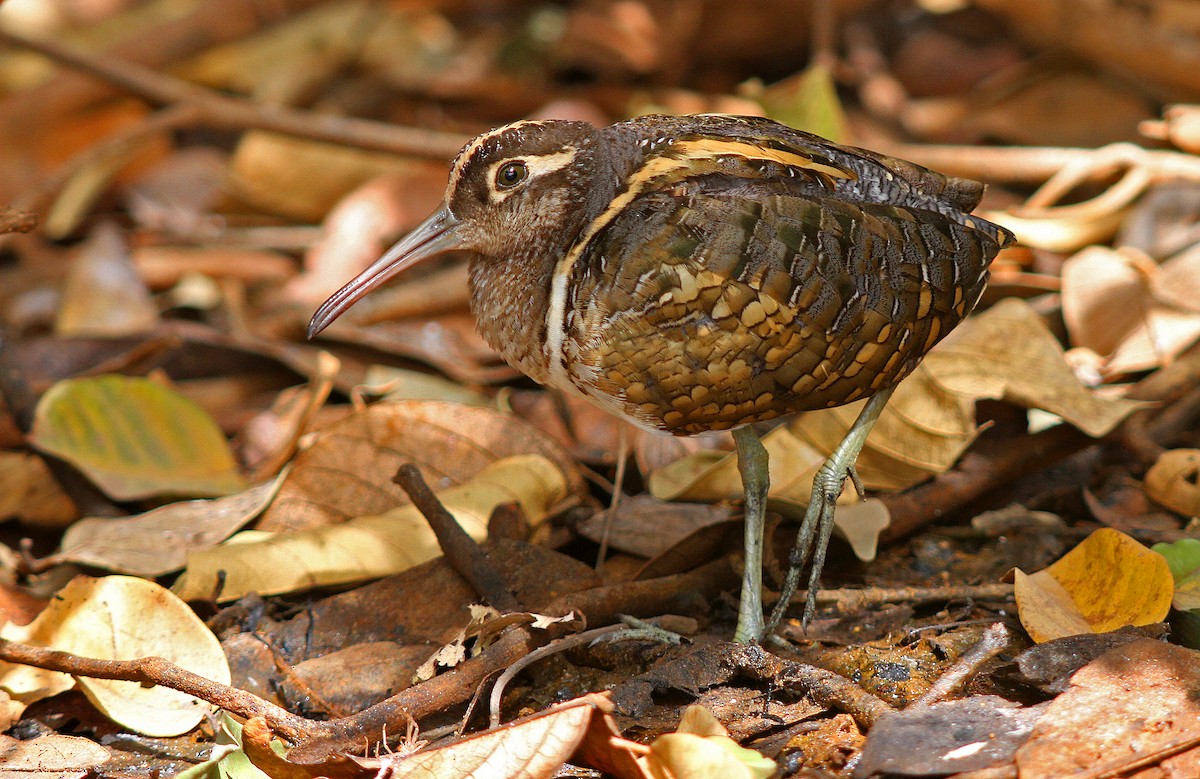 Greater Painted-Snipe - ML205650871