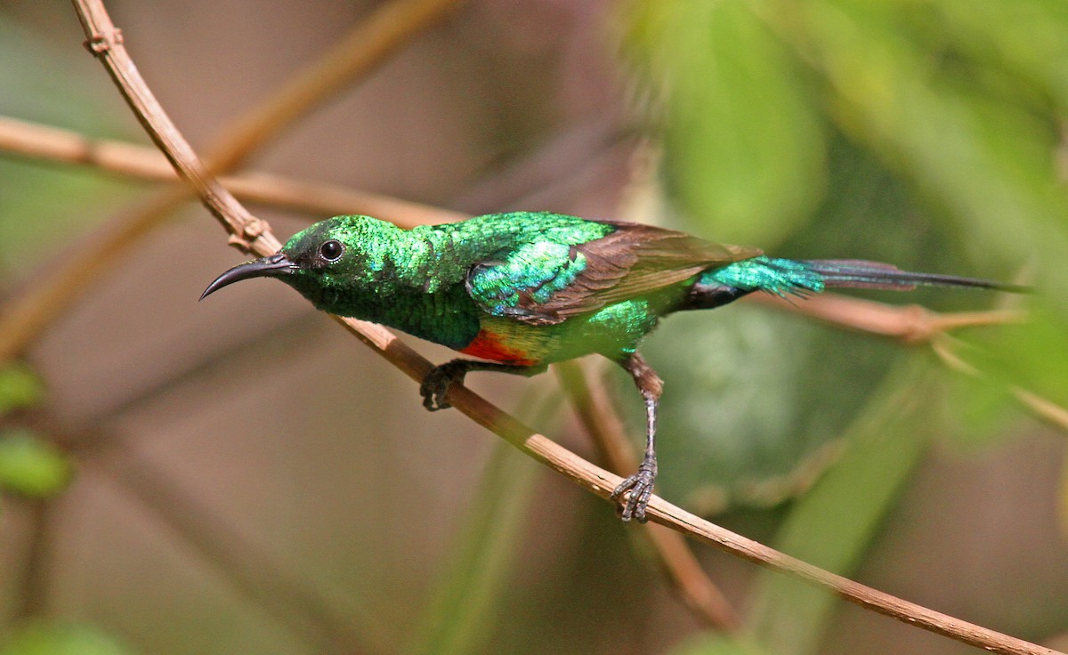 Beautiful Sunbird - ML205650911