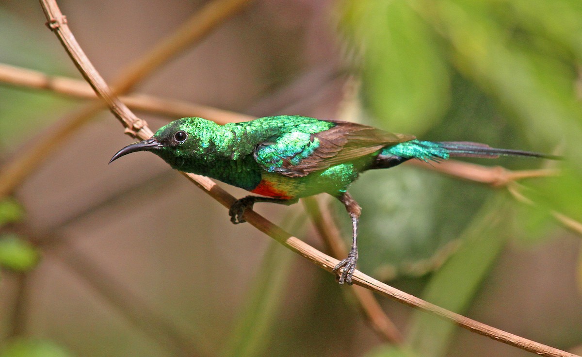 ウツクシオナガタイヨウチョウ（pulchellus） - ML205650911