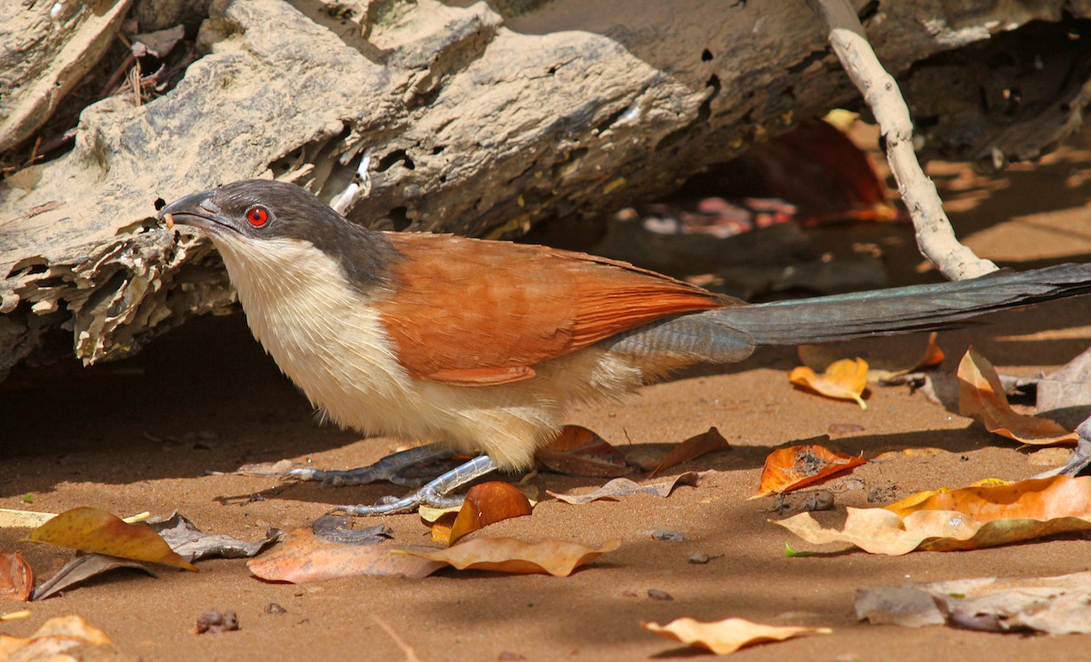 Senegal Coucal - ML205650921