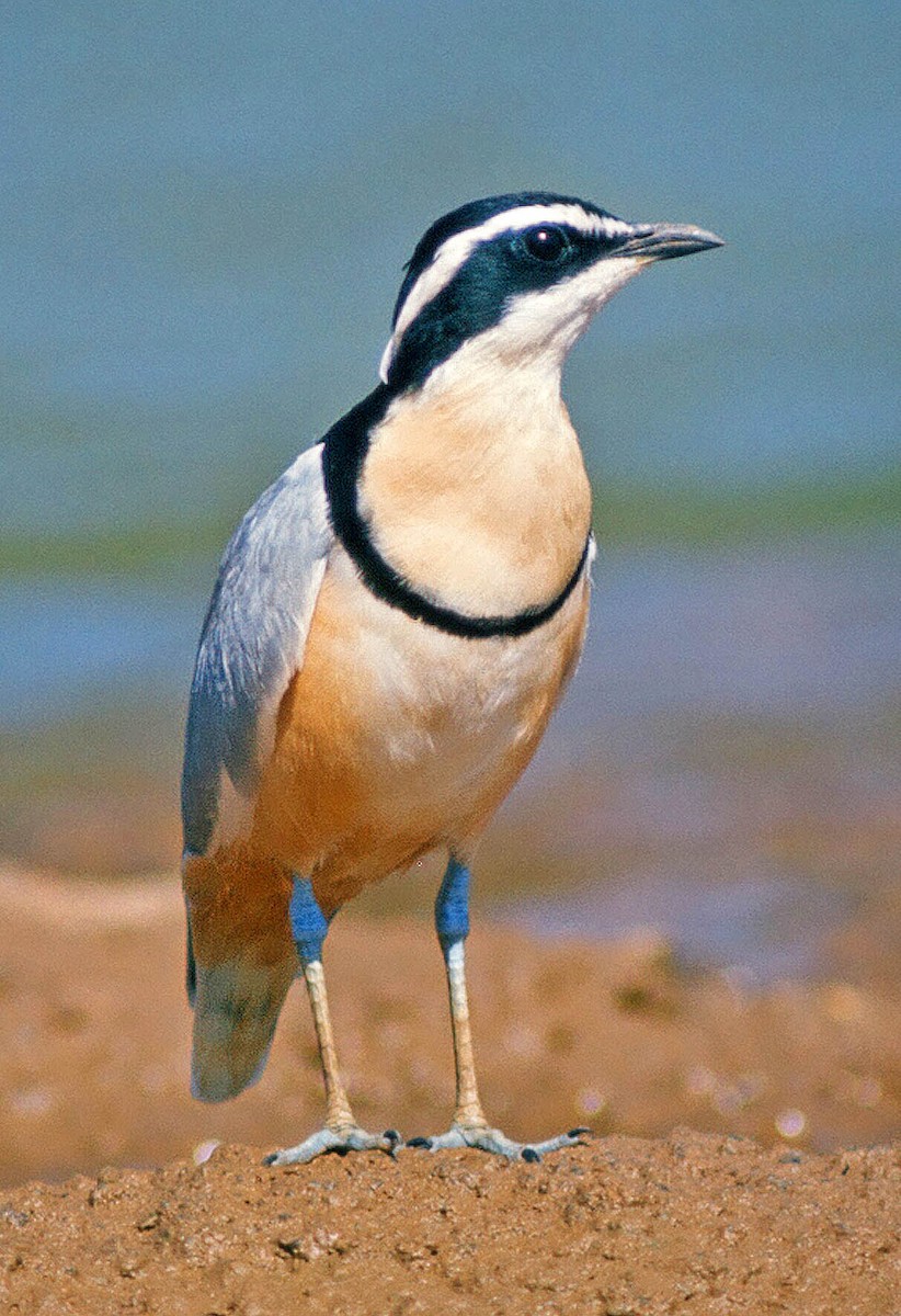 Egyptian Plover - Frans Vandewalle