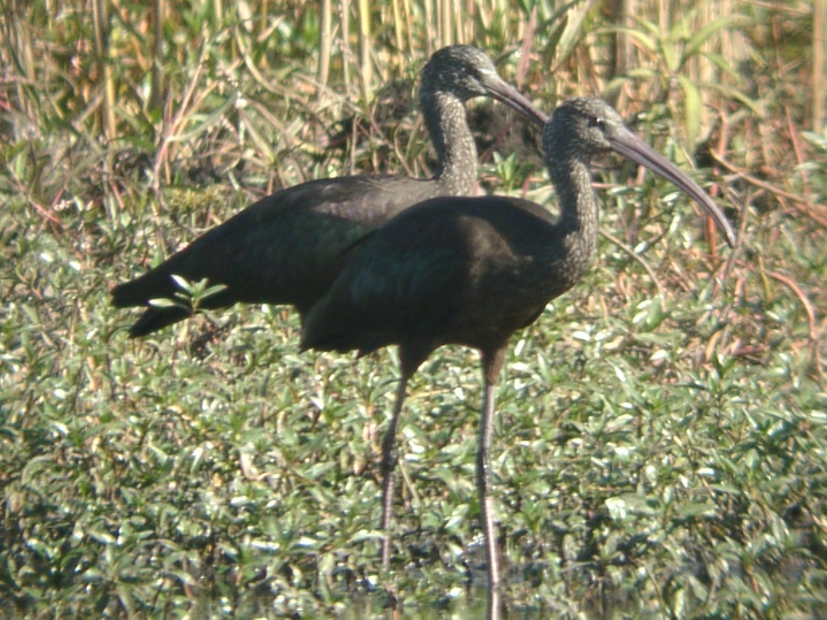 彩䴉 - ML205652361