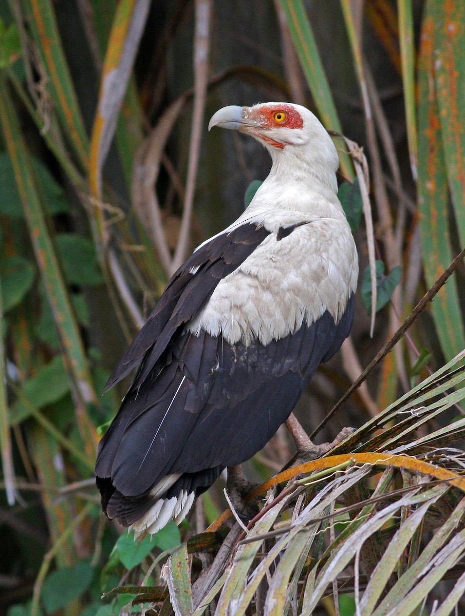 Palm-nut Vulture - Frans Vandewalle