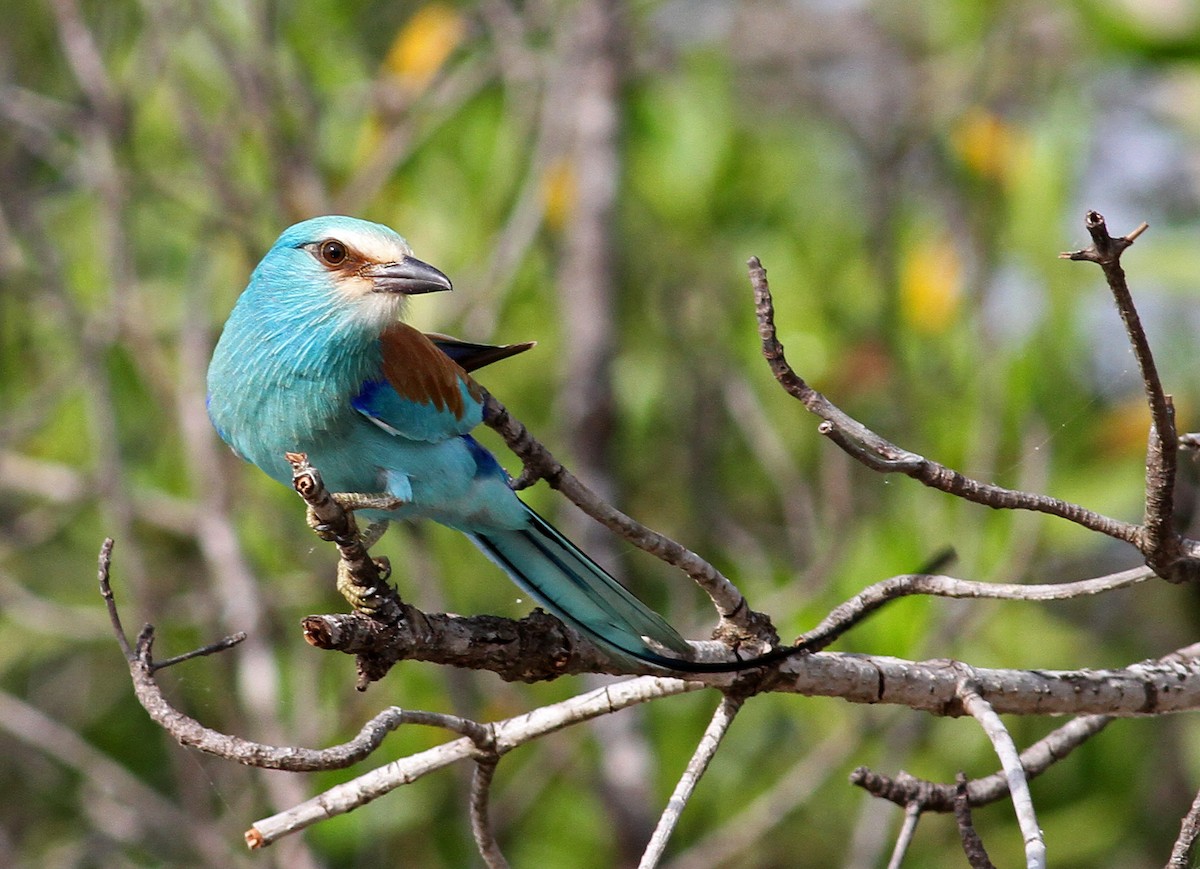 Abyssinian Roller - Frans Vandewalle