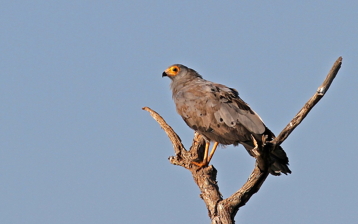 African Harrier-Hawk - Frans Vandewalle