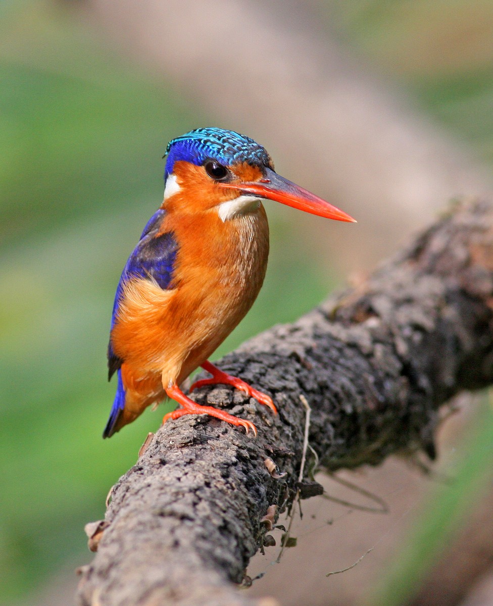 Malachite Kingfisher (Mainland) - ML205652641