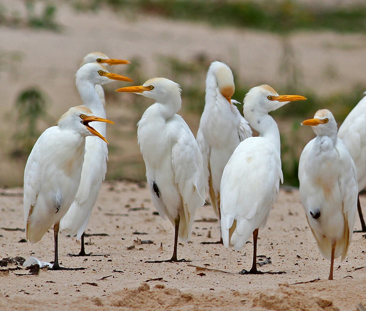 Western Cattle-Egret - ML205652691
