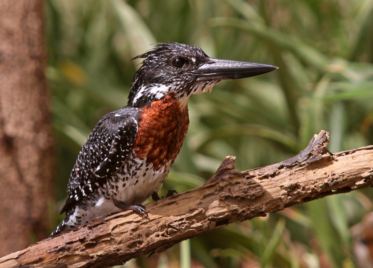 Giant Kingfisher - ML205652701