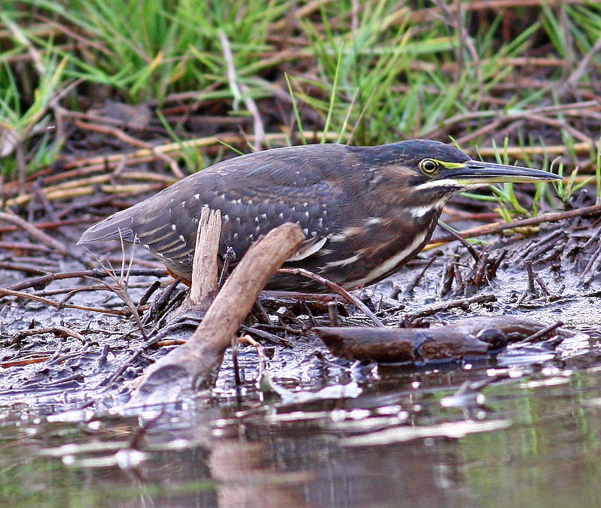 Little Heron - ML205652811