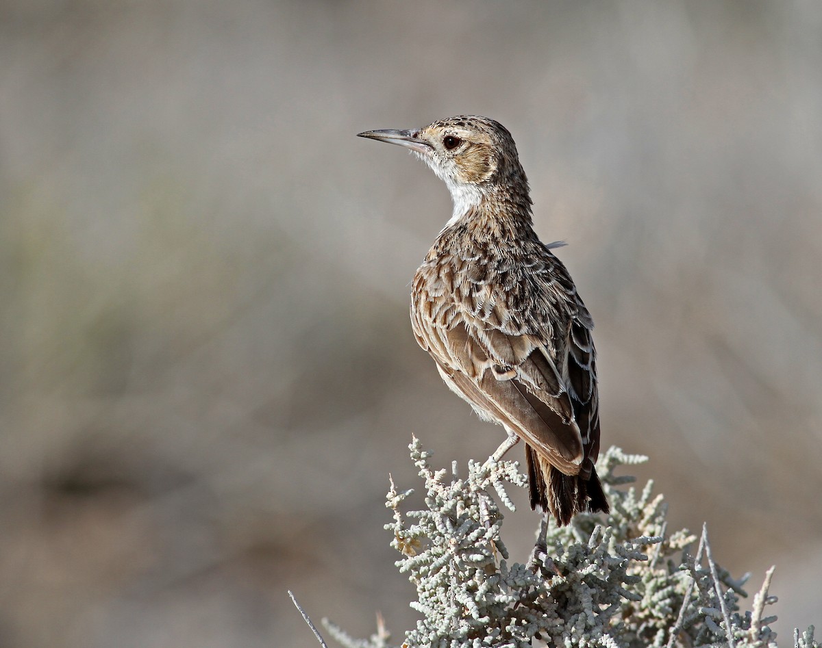 Spike-heeled Lark (Spike-heeled) - ML205652841