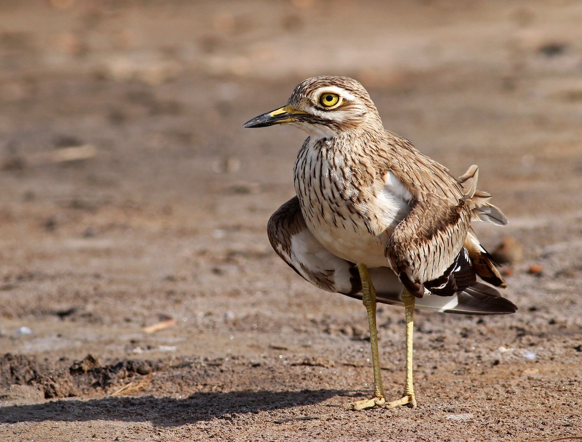 Senegal Thick-knee - ML205652851
