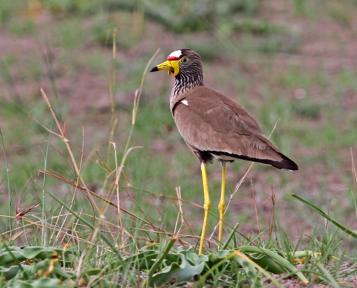 Wattled Lapwing - Frans Vandewalle