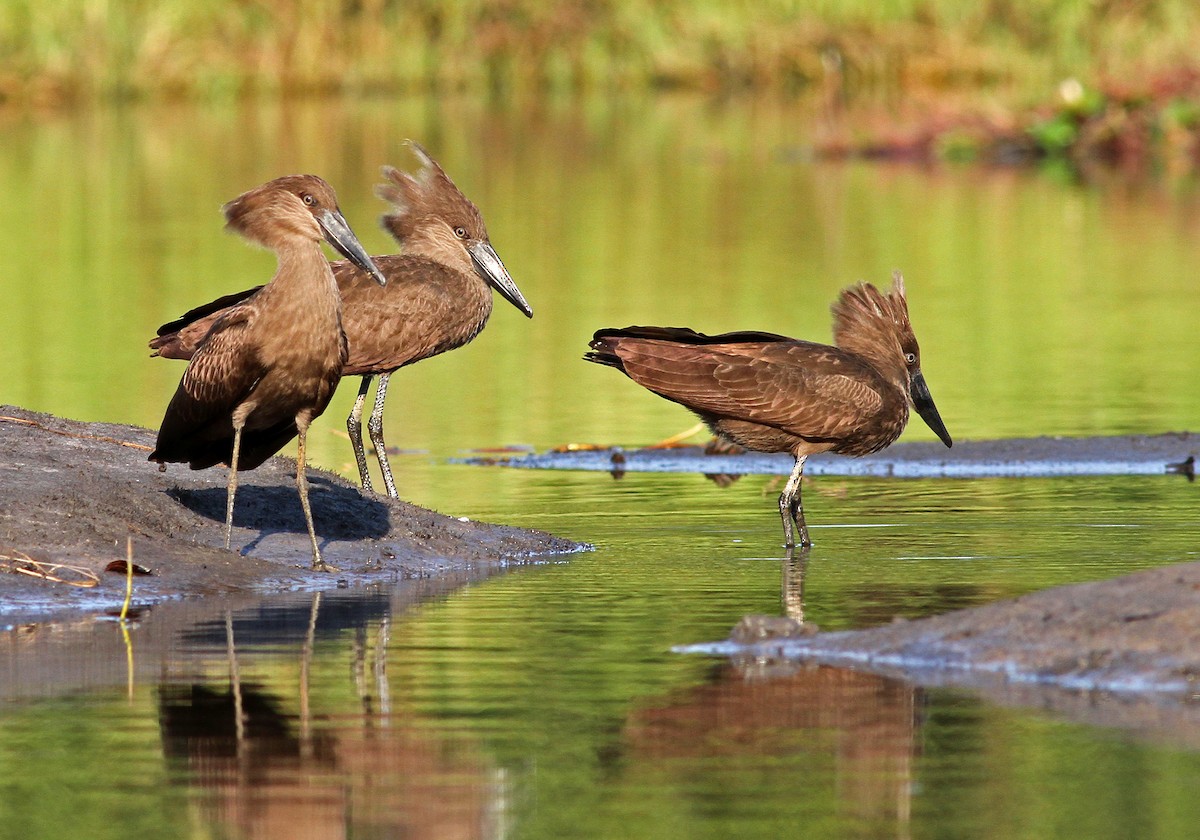 Hamerkop - ML205652911