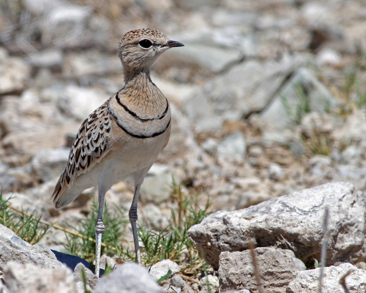 Double-banded Courser - Frans Vandewalle