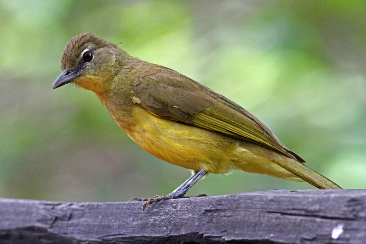 Yellow-bellied Greenbul - Frans Vandewalle