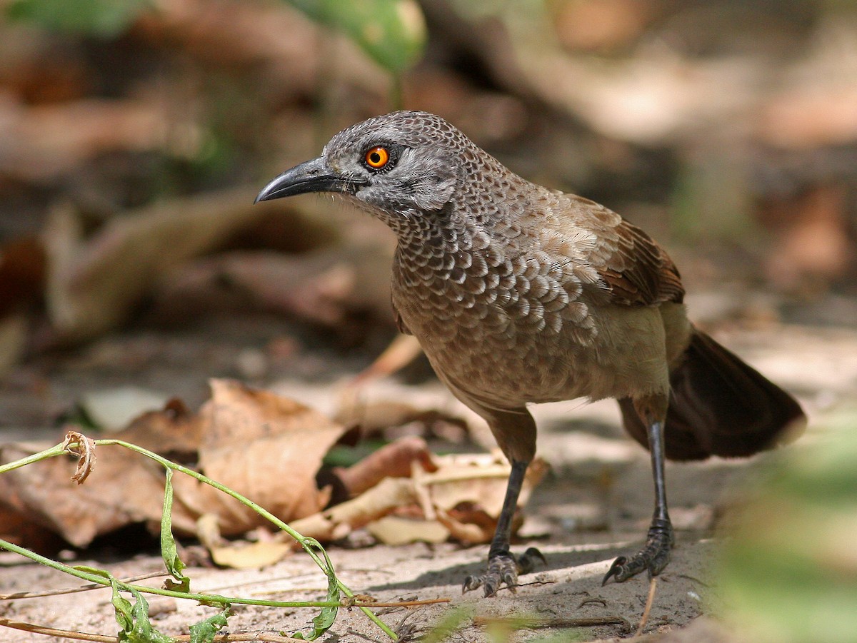 Brown Babbler - ML205652951