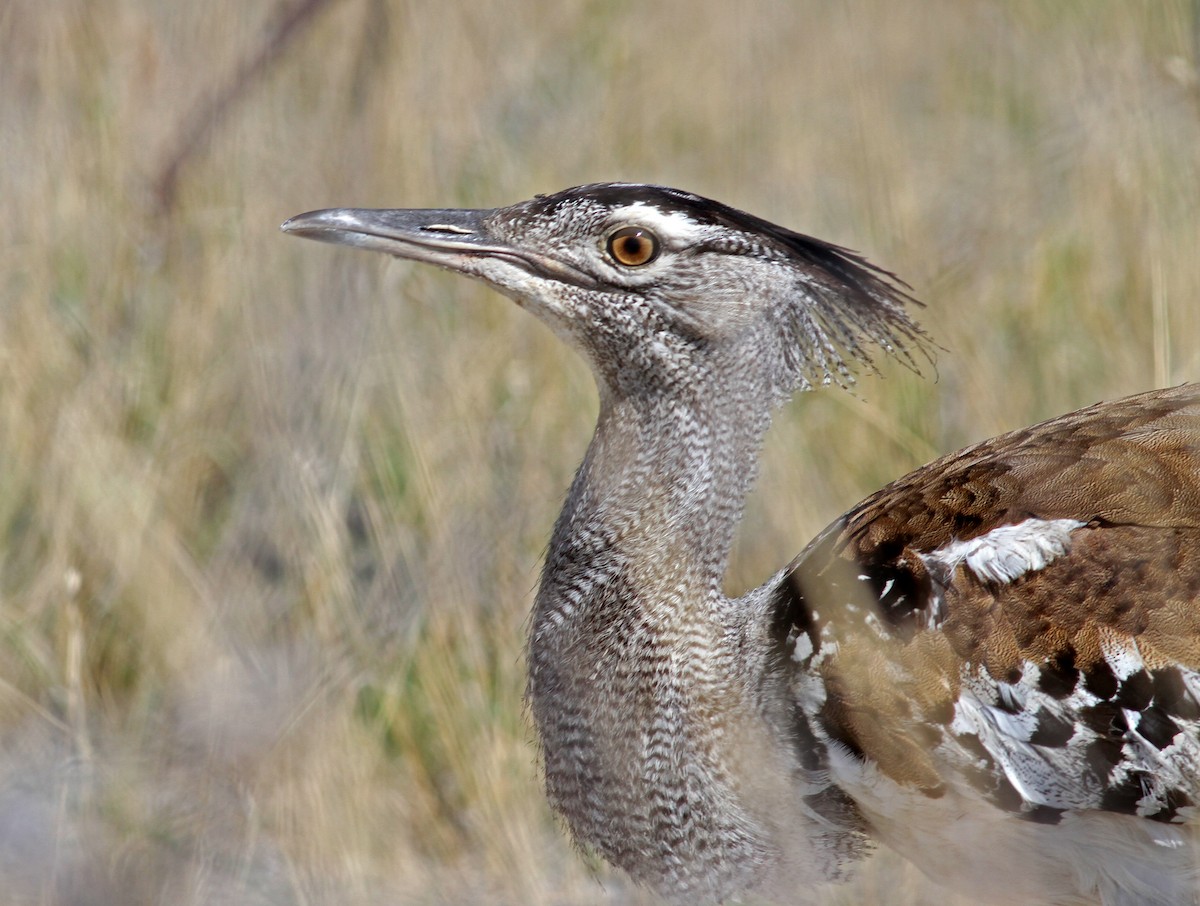 Kori Bustard - ML205652971