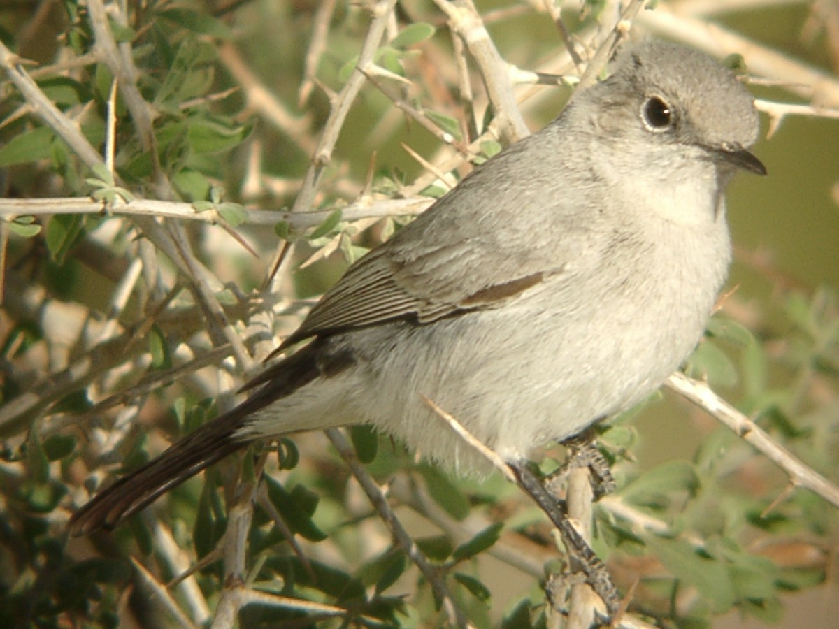 Blackstart - ML205654021