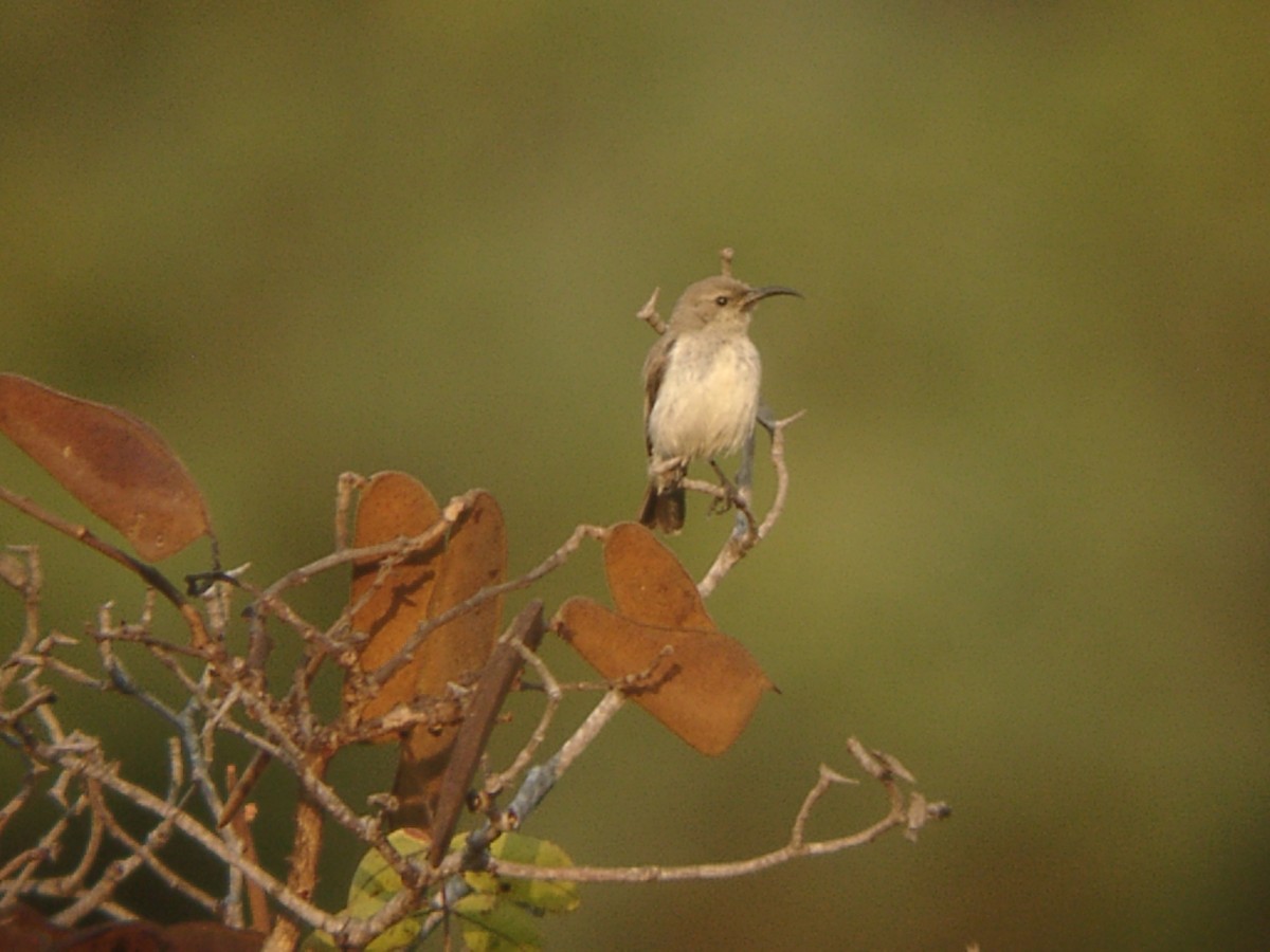 Eastern Miombo Sunbird - ML205654331