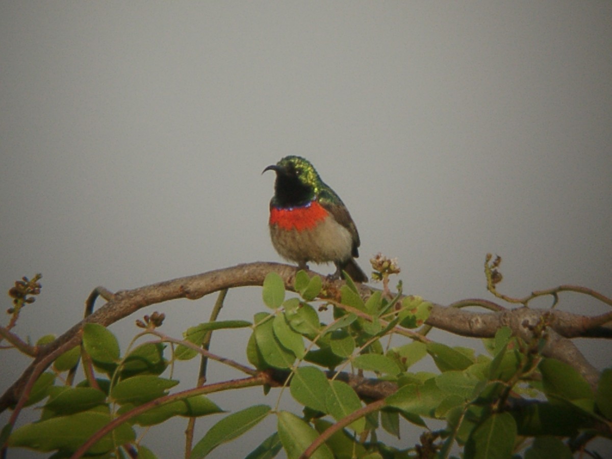 Eastern Miombo Sunbird - ML205654341