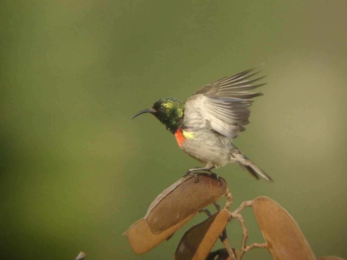 Eastern Miombo Sunbird - ML205654351