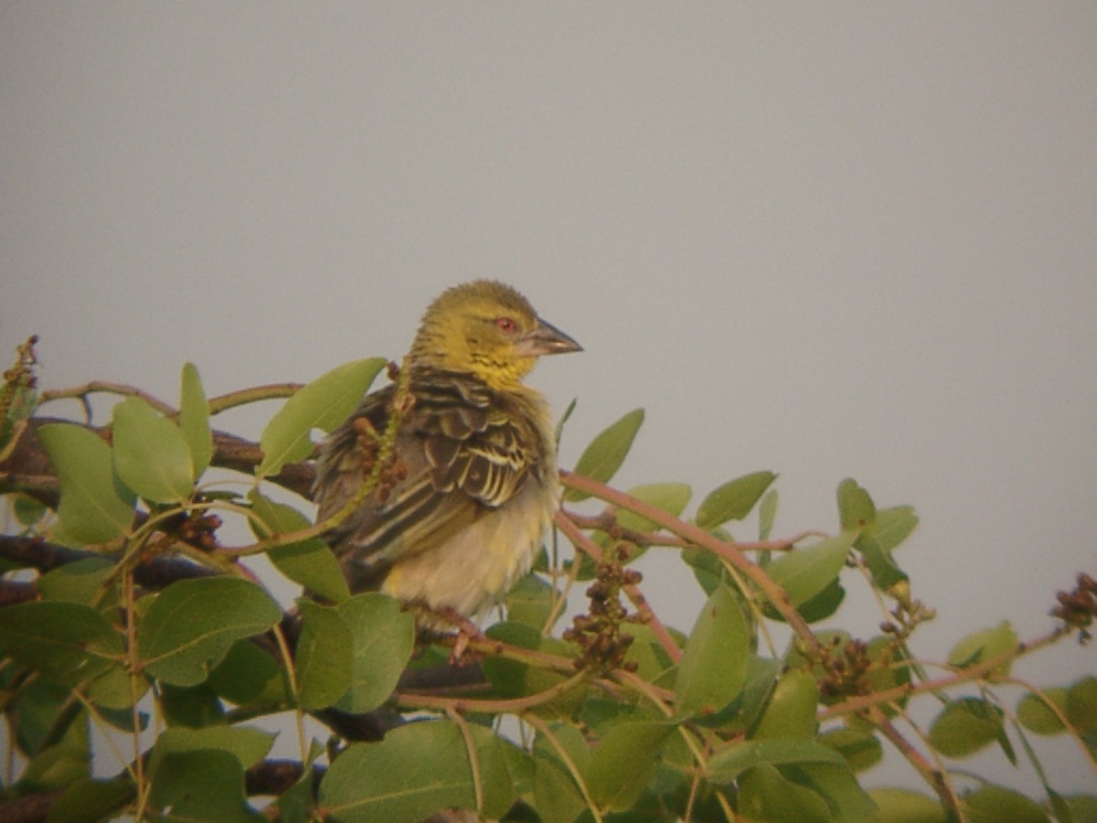 Southern Masked-Weaver - ML205654471