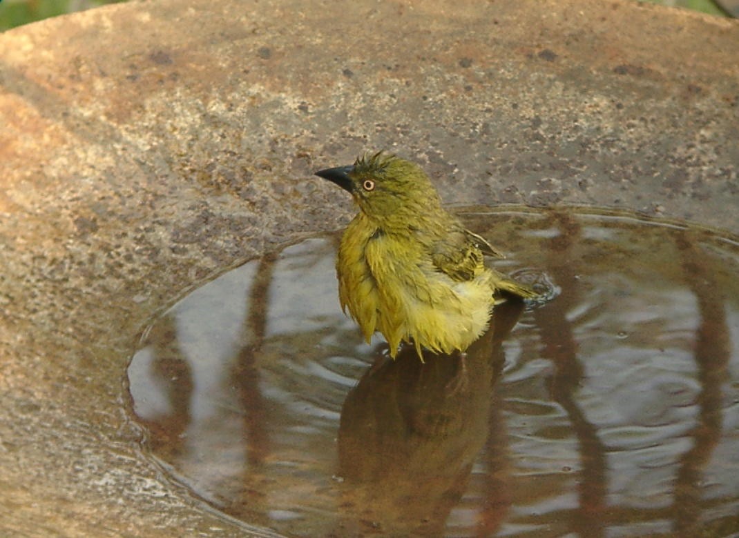 Holub's Golden-Weaver - ML205654491