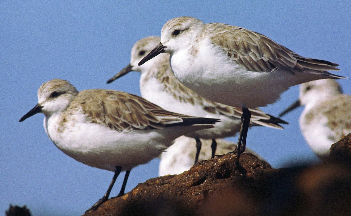 Sanderling - Frans Vandewalle