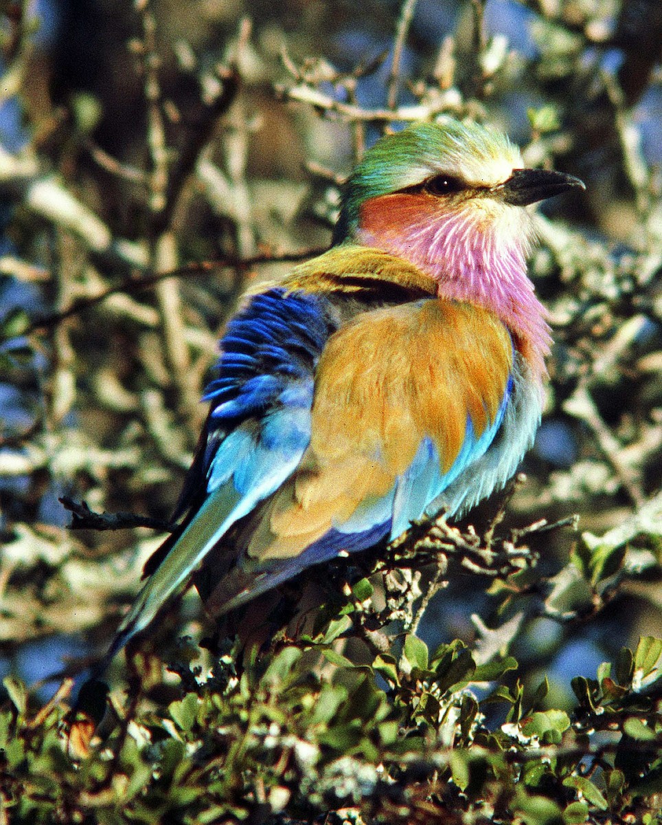 Lilac-breasted Roller (Lilac-breasted) - ML205654721